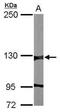 Histone-lysine N-methyltransferase EHMT2 antibody, PA5-31663, Invitrogen Antibodies, Western Blot image 