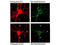 Neuronal Calcium Sensor 1 antibody, A05330, Boster Biological Technology, Immunofluorescence image 