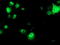 STN1 Subunit Of CST Complex antibody, TA503274, Origene, Immunofluorescence image 