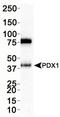 Pancreatic And Duodenal Homeobox 1 antibody, NBP2-22150, Novus Biologicals, Western Blot image 