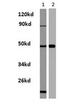 Histamine Receptor H3 antibody, GTX31041, GeneTex, Western Blot image 