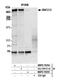 RING finger protein 213 antibody, NBP2-76354, Novus Biologicals, Western Blot image 