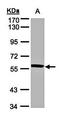 Probable Xaa-Pro aminopeptidase 3 antibody, orb69661, Biorbyt, Western Blot image 