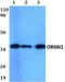 Olfactory Receptor Family 6 Subfamily N Member 1 antibody, A17578, Boster Biological Technology, Western Blot image 