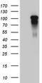 Actin Filament Associated Protein 1 antibody, TA810492, Origene, Western Blot image 