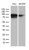 Brain Enriched Guanylate Kinase Associated antibody, LS-C800085, Lifespan Biosciences, Western Blot image 