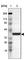 Apolipoprotein A4 antibody, HPA002549, Atlas Antibodies, Western Blot image 