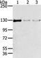 Tripartite Motif Containing 24 antibody, TA351805, Origene, Western Blot image 