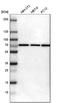 Protein Kinase AMP-Activated Non-Catalytic Subunit Gamma 2 antibody, HPA004246, Atlas Antibodies, Western Blot image 