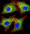 Lactose operon repressor antibody, orb345637, Biorbyt, Immunocytochemistry image 