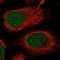 Late Cornified Envelope 6A antibody, NBP1-94116, Novus Biologicals, Immunocytochemistry image 