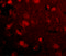 SLIT and NTRK-like protein 4 antibody, 4473, ProSci, Immunofluorescence image 