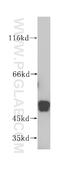 Nucleosome Assembly Protein 1 Like 4 antibody, 16018-1-AP, Proteintech Group, Western Blot image 
