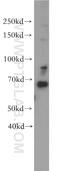 Nucleoporin p58/p45 antibody, 19907-1-AP, Proteintech Group, Western Blot image 