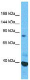 Scm-like with four MBT domains protein 1 antibody, TA339649, Origene, Western Blot image 