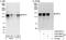 ELKS/Rab6-interacting/CAST family member 1 antibody, A302-698A, Bethyl Labs, Western Blot image 