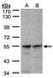 FAD Dependent Oxidoreductase Domain Containing 1 antibody, GTX106823, GeneTex, Western Blot image 