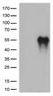 Hepatitis A Virus Cellular Receptor 2 antibody, TA812578, Origene, Western Blot image 