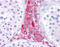 Beta-Secretase 1 antibody, ARP46851_P050, Aviva Systems Biology, Immunohistochemistry paraffin image 