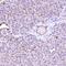 Acetyl-CoA Acyltransferase 2 antibody, HPA042303, Atlas Antibodies, Immunohistochemistry frozen image 