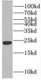 Polyamine Modulated Factor 1 antibody, FNab06570, FineTest, Western Blot image 