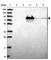 Cf2 antibody, HPA051476, Atlas Antibodies, Western Blot image 