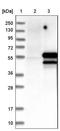 TATA-Box Binding Protein Associated Factor 7 antibody, NBP1-80704, Novus Biologicals, Western Blot image 