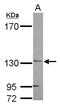 Jouberin antibody, NBP2-15310, Novus Biologicals, Immunocytochemistry image 
