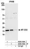 Mitochondrially Encoded Cytochrome C Oxidase II antibody, A305-318A, Bethyl Labs, Immunoprecipitation image 