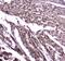 Nuclear Factor I B antibody, PA5-79736, Invitrogen Antibodies, Immunohistochemistry frozen image 