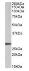 Artemin antibody, orb125030, Biorbyt, Western Blot image 