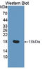 Regulator Of Cell Cycle antibody, LS-C719768, Lifespan Biosciences, Western Blot image 