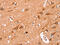 Neutral cholesterol ester hydrolase 1 antibody, CSB-PA063661, Cusabio, Immunohistochemistry frozen image 