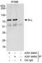 RNA polymerase II elongation factor ELL antibody, A301-644A, Bethyl Labs, Immunoprecipitation image 