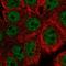 WASH Complex Subunit 5 antibody, HPA070916, Atlas Antibodies, Immunofluorescence image 