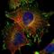 EBAG9 antibody, NBP1-84922, Novus Biologicals, Immunofluorescence image 