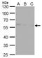 Calcium-binding and coiled-coil domain-containing protein 2 antibody, MA5-18300, Invitrogen Antibodies, Western Blot image 