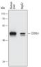 Ectonucleoside Triphosphate Diphosphohydrolase 5 (Inactive) antibody, MAB5297, R&D Systems, Western Blot image 