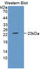 Lipocalin 6 antibody, MBS2027564, MyBioSource, Western Blot image 