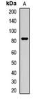Prolyl 3-hydroxylase 2 antibody, LS-C668359, Lifespan Biosciences, Western Blot image 