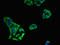 Killer cell immunoglobulin-like receptor 3DL1 antibody, orb52723, Biorbyt, Immunofluorescence image 