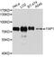 Yes Associated Protein 1 antibody, MBS125438, MyBioSource, Western Blot image 