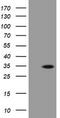 Pyridoxal Phosphate Binding Protein antibody, TA505159, Origene, Western Blot image 