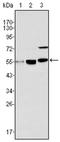 hMOF antibody, AM06177SU-N, Origene, Western Blot image 