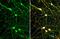 SYN2 antibody, GTX635896, GeneTex, Immunofluorescence image 