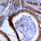 Vasodilator Stimulated Phosphoprotein antibody, LS-C352981, Lifespan Biosciences, Immunohistochemistry frozen image 