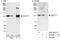 Zinc Finger Protein 777 antibody, A301-881A, Bethyl Labs, Immunoprecipitation image 