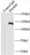 Disheveled-associated activator of morphogenesis 1 antibody, FNab02227, FineTest, Immunoprecipitation image 
