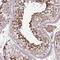 Zinc Finger Protein 624 antibody, HPA023157, Atlas Antibodies, Immunohistochemistry frozen image 