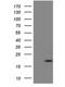 Zinc Finger Protein 69 antibody, NBP2-46455, Novus Biologicals, Western Blot image 